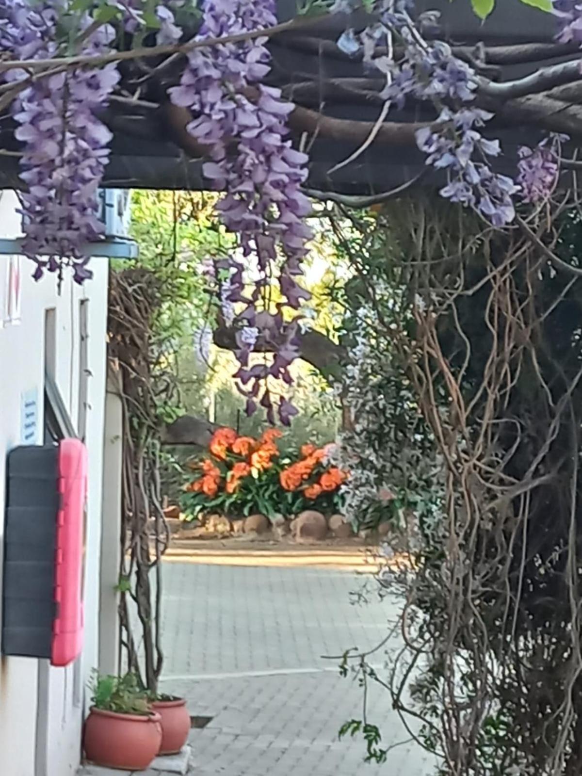 A Little Guesthouse 블룸폰테인 외부 사진